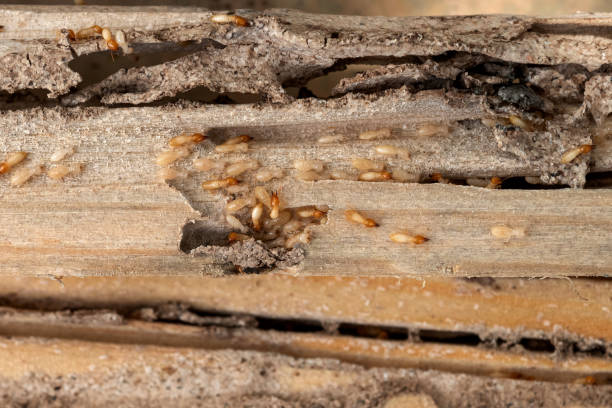 Best Wildlife Control Services  in Centerburg, OH